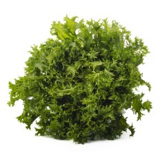 Escarola arrissada (u)