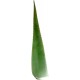 Aloe vera fulles Eco (u)