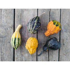 Carbassa decorativa PACK 4-5