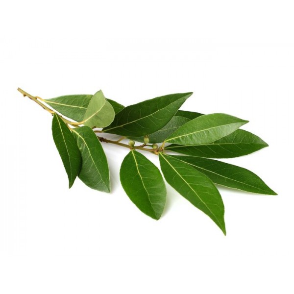 Fulles de llorer fresques