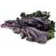Col kale violeta manat