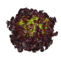Enciam fulla de roure vermell (u)