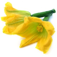 Flor de carbassó