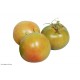 Tomata rodona plena ( kg )