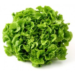 Enciam fulla de roure verd (u)