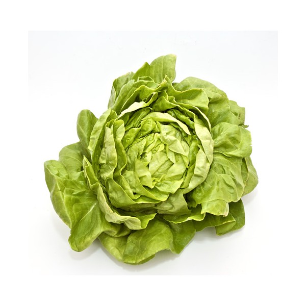 Enciam francès vermell (u)